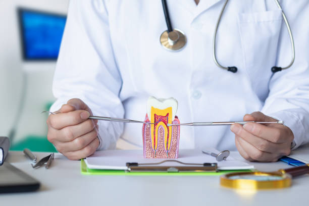 Best Emergency Dental Services for Seniors in Denmark, SC